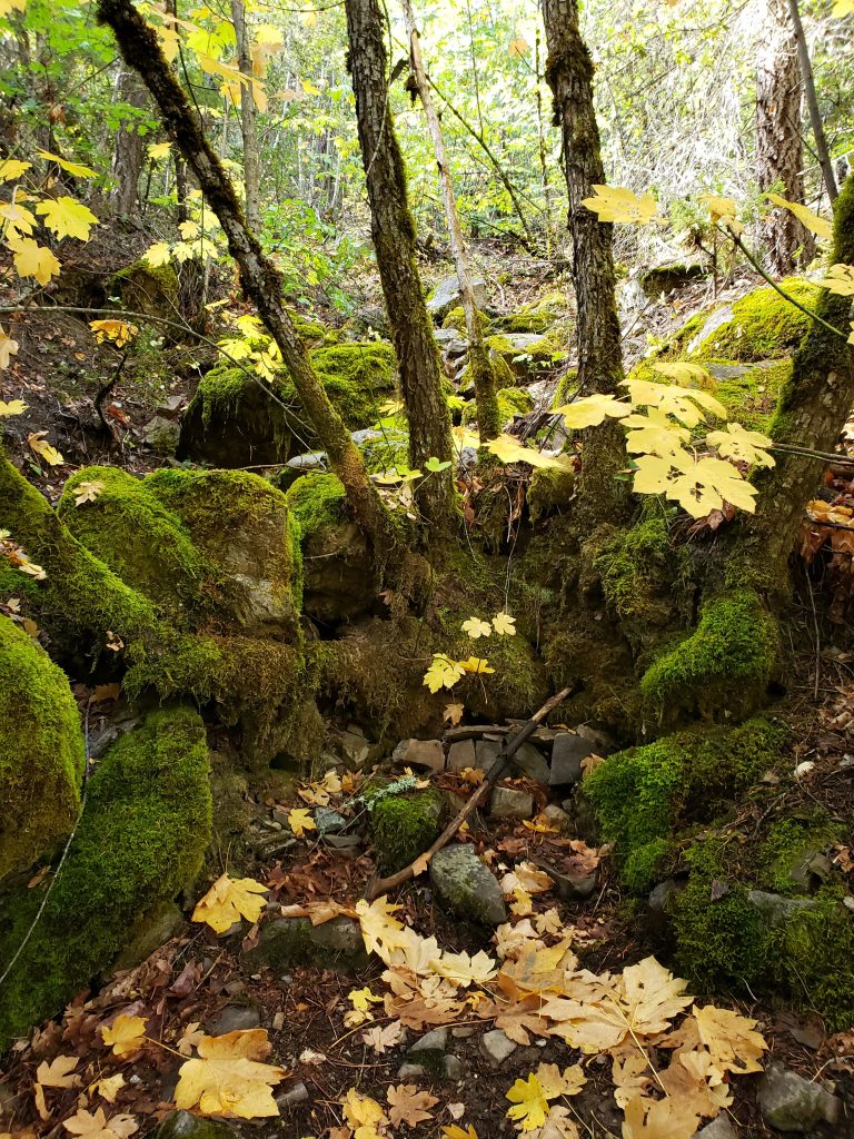 Richard-Uzelac-Mount-Shasta-Trees-Moss